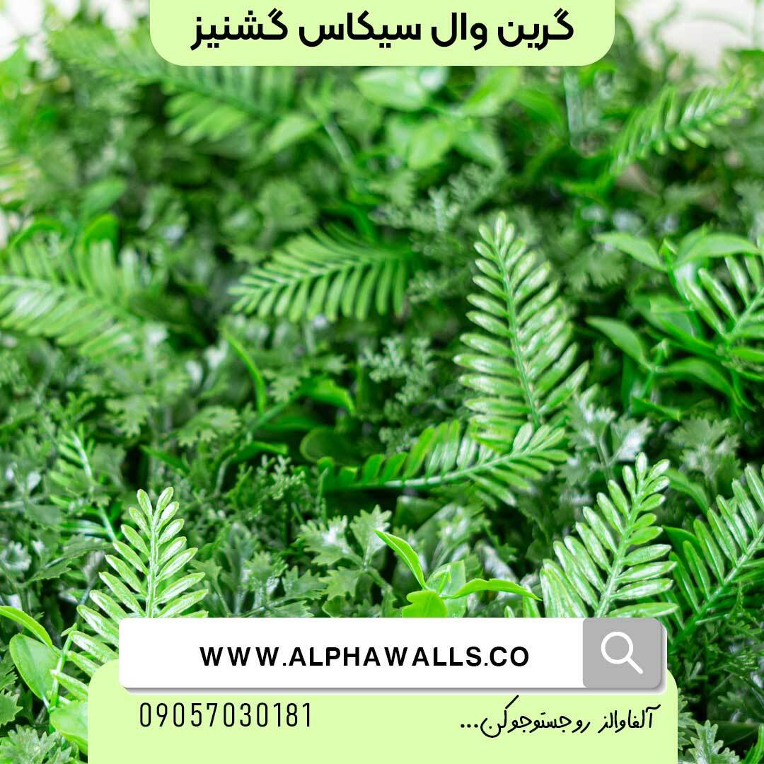  گرین وال گشنیز و سیکاس 