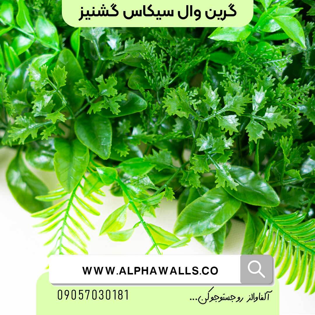  گرین وال گشنیز و سیکاس 