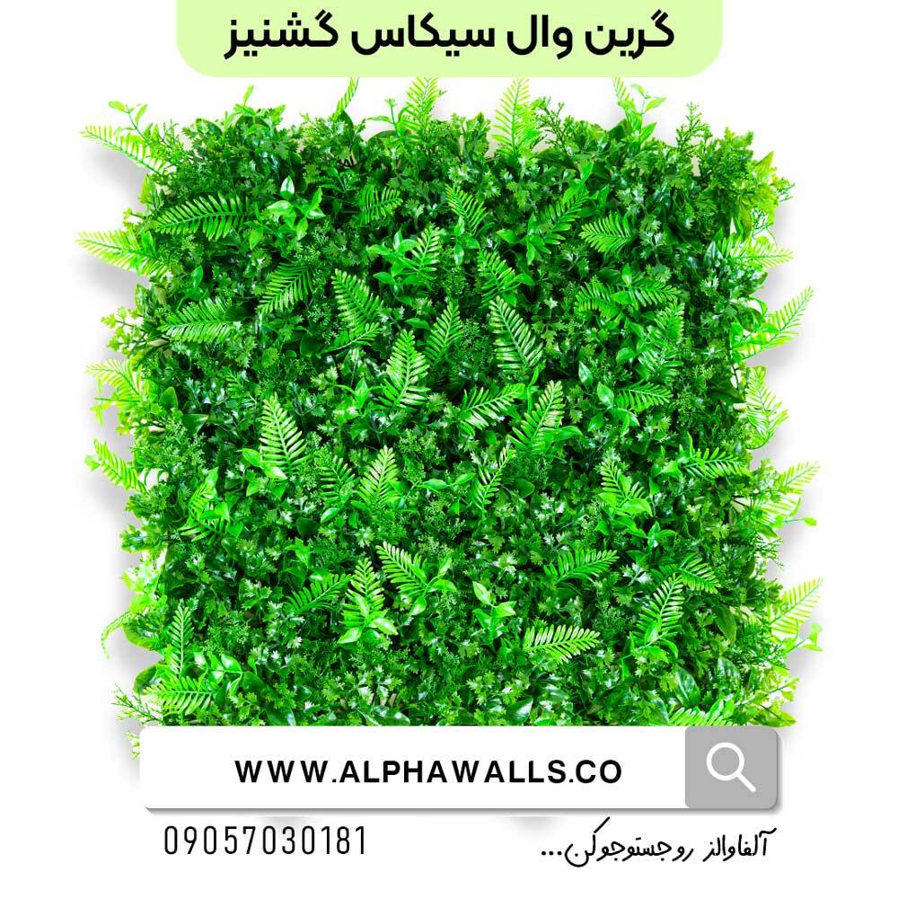  گرین وال گشنیز و سیکاس 