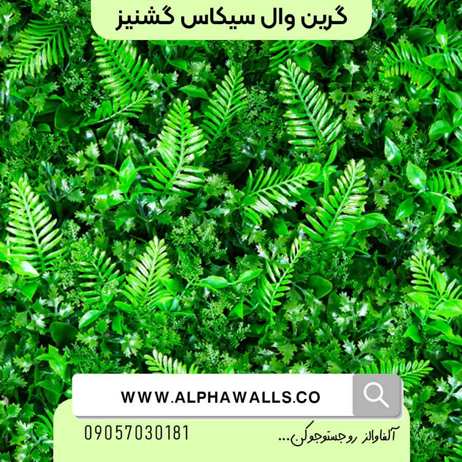  گرین وال گشنیز و سیکاس 