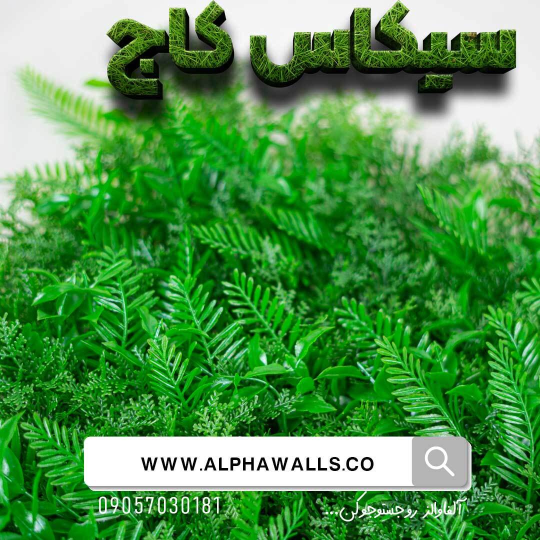  گرین وال طرح سیکاس پاپیتال 