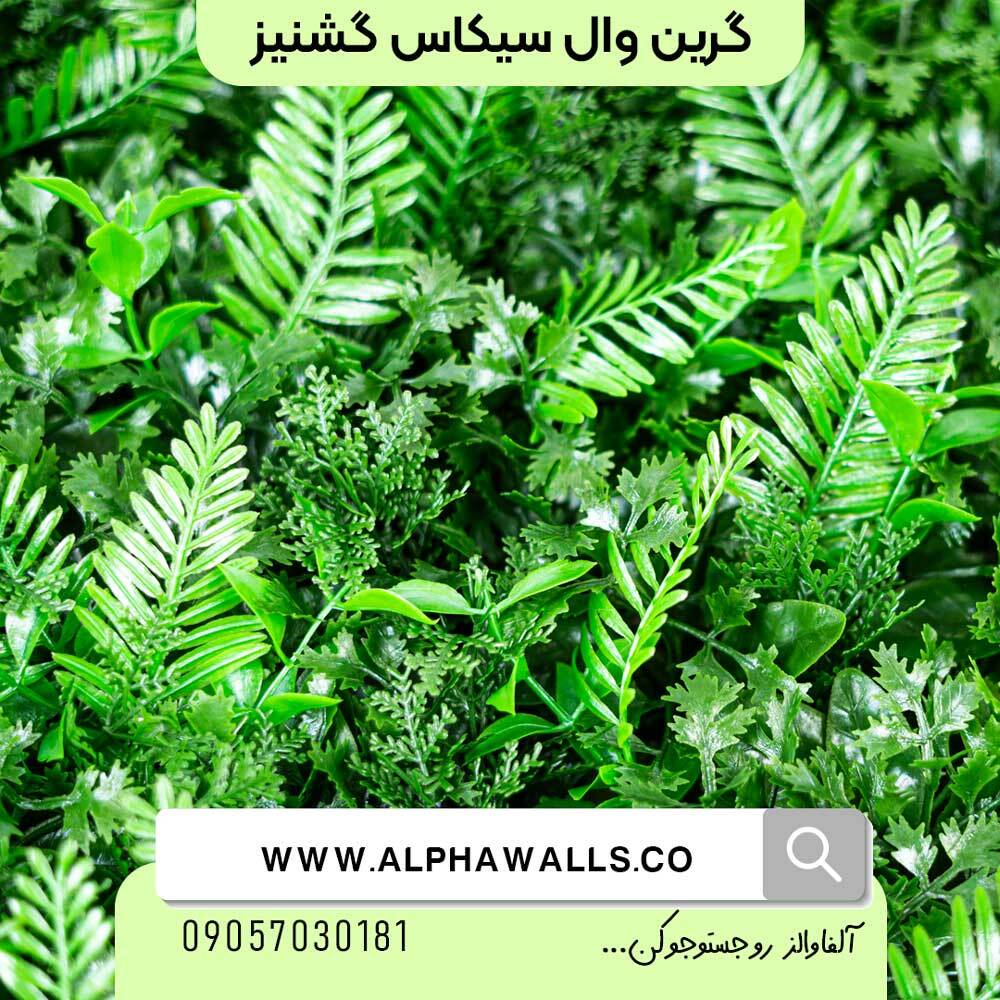  گرین وال گشنیز و سیکاس 